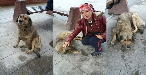 “Zonguldak'ın hayvan sevgisi yok”