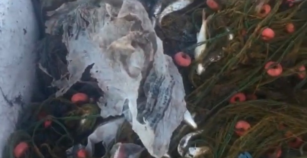 Karadeniz'den balık yerine çöp çıkıyor...