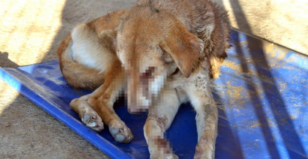 Zonguldak'ta gözleri oyulmuş sokak köpeği bulundu