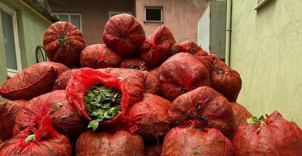 Bin 300 kilo kaçak defne yaprağı yakalandı