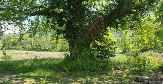 300 yıllık çınar ağaç, 'anıt ağaç' olarak tescillendi