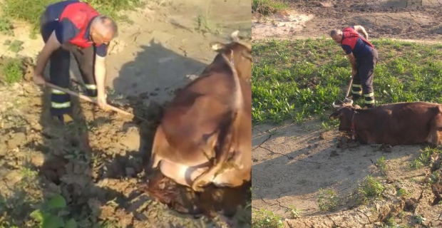 Balçığa saplanan ineği itfaiye ekipleri kurtardı
