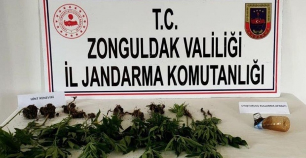 Zonguldak 28 kök kenevir bitkisi ele geçirildi