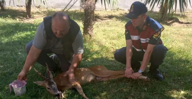 Köpeklerin saldırısından kaçan karaca tedavi altına alındı