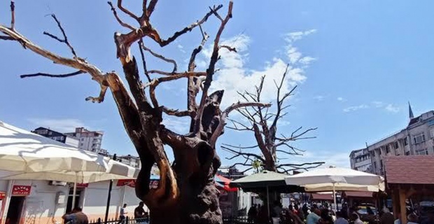 560 yıllık çınar ağaçları neden kuruyor