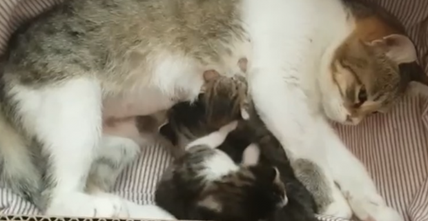 Hayvan sahiplerinin çabalarıyla yavru kediler annelerine kavuştu